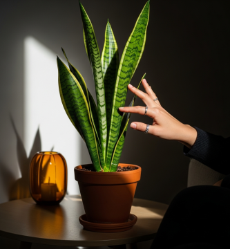 Mano de mujer tocando suavemente una Sansevieria en un salón moderno, luz natural y maceta de terracota.